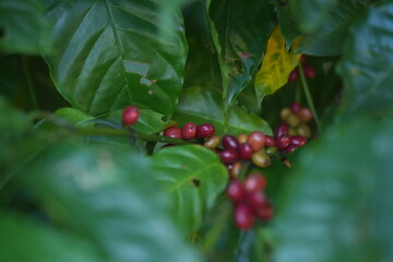 Colorful coffee cherries ripen along slender branches amid green leaves, showing natural growth stages and the beauty of coffee plants in a lush environment
