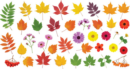 Colorful illustration of various autumn leaves and flowers