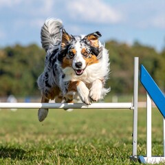 Dog leaps over agility bar in green field under blue sky