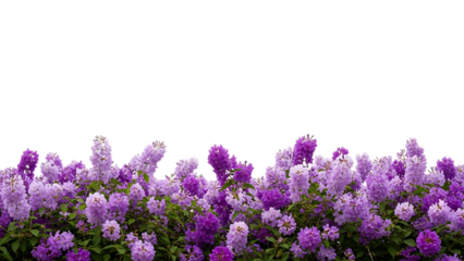 Purple lavender flower hedge border isolated on white background