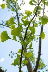 Close-up of green Ginkgo leaves on a tree branch, showing their unique fan-shaped structure in natural light.