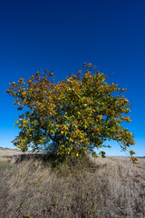 Rural landscape with a single tree on the horizon of a harvested field under a deep blue, clear sky. Strong horizontal lines and ample copy space create a peaceful, open atmosphere.