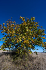 Rural landscape with a single tree on the horizon of a harvested field under a deep blue, clear sky. Strong horizontal lines and ample copy space create a peaceful, open atmosphere.