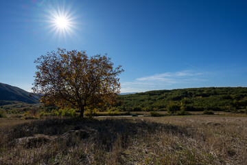 A solitary tree stands in an open field under a bright sunburst in a clear blue sky. Rolling green hills and distant mountains form a peaceful rural landscape, suggesting late summer or early autumn.