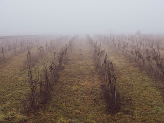 autumn vineyards in the mist 