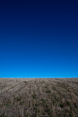 Landscape of a harvested field stretching toward a flat horizon beneath a vivid blue, cloudless sky. Clean lines, simple composition, and large copy space create a calm and modern background.