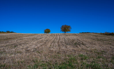 Minimalist rural landscape with two trees standing on the horizon of a harvested field under a deep blue, cloudless sky. Strong horizontal lines and wide copy space create a calm, open atmosphere.