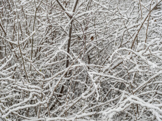 winter forest, white forest flor covered with snow