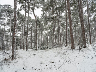 winter forest, white forest flor covered with snow