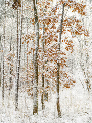 winter forest, white forest flor covered with snow