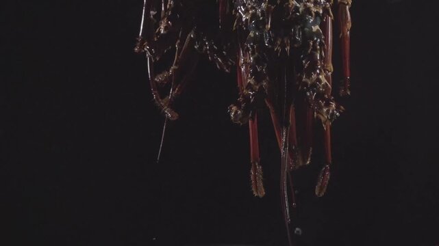 Tradisional Acehnese Seafood noodles using lobster (Log Footage)