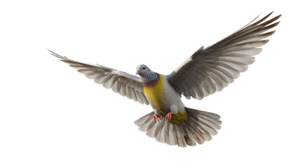 Obraz premium Dove in Flight