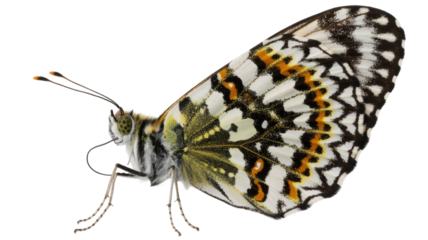 Isolated Painted Jezebel Butterfly