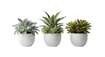 Three succulent plants in white pots isolated on transparent background