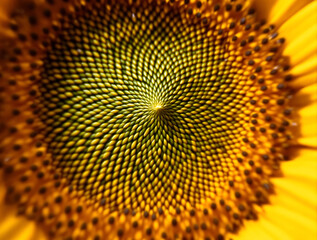 close up of sunflower