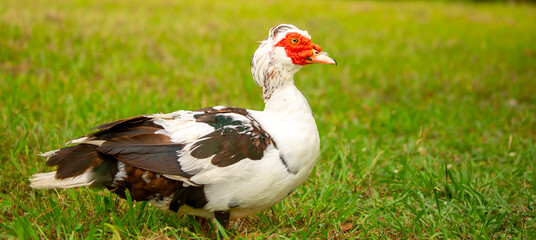 A close-up of a red-headed goose. Geese and ducks stroll across the grass in a green pasture...