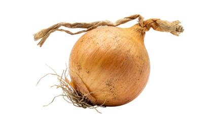 Whole Yellow Onion with Dry Skin and Roots isolated PNG with Transparent Background