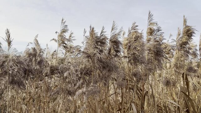 Autumnal impression: Dried reeds (Phragmites) in the wild