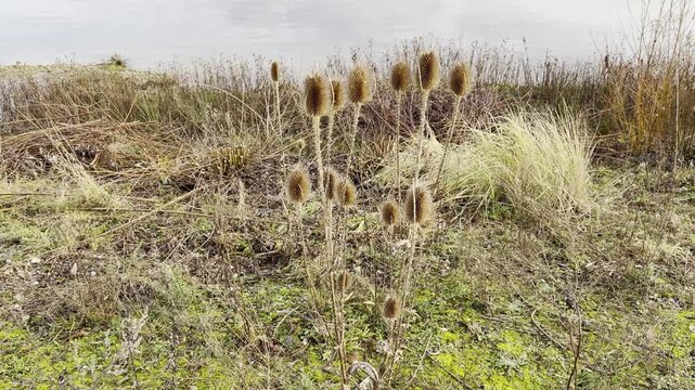 Wild teasels (Dipsacus) in their natural environment