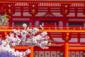 神社の桜