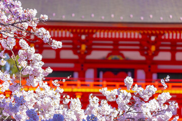 神社の桜