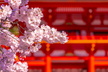 神社の桜
