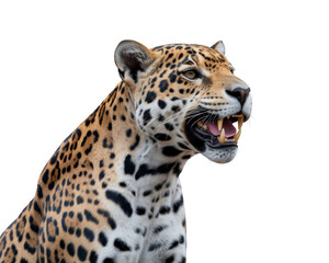 Closeup of a roaring leopard with visible sharp teeth against a black transparent background