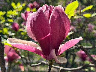 Magnolia liliiflora beautiful spring flower.