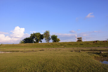 Fototapeta premium Wetland pond and grassy landscape