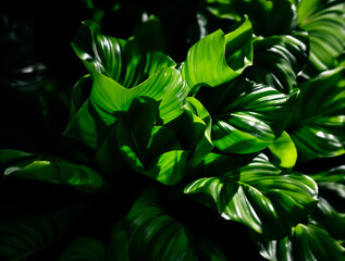 green leaves background