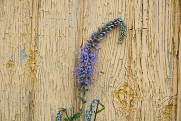 beautiful purple flower on a yellow wooden background