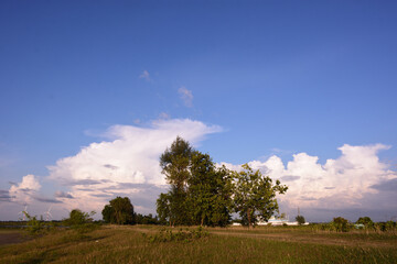 Obraz premium Rural landscape with trees under blue sky