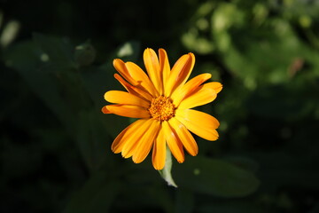 beautiful orange flower large , macro,