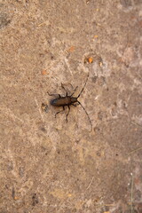 The black beetle is beautiful , macro,