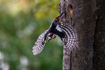 巣作り中のアカゲラ