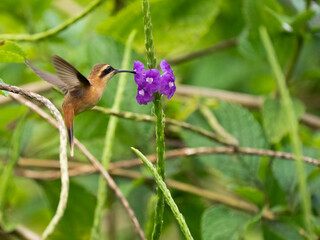 Fototapeta premium Streifenkehl-Schattenkolibri (Phaethornis striigularis)