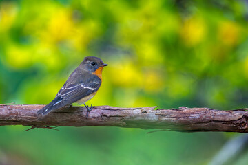 Fototapeta premium 秋のムギマキ