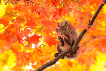 晩秋のエゾリス