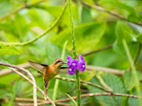 Streifenkehl-Schattenkolibri (Phaethornis striigularis)