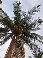 Modern Glass Skyscraper Architecture Viewed Through Green Tree Branches