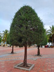 Decorative evergreen tree shaped into a perfect cone standing on a red brick paved plaza