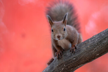 Obraz premium 晩秋のエゾリス