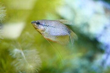 水中を泳ぐパールグラミー