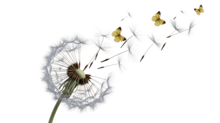 Dandelion with seeds and butterflies