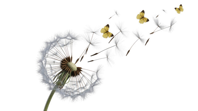 Fototapeta Dandelion with seeds and butterflies