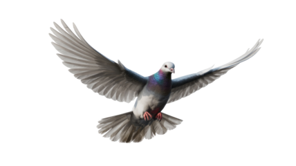 Dove flying on transparent background