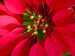 Poinsettia  at the local garden center.