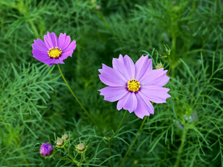Purple cosmos flower blooming at the garden in spring time.