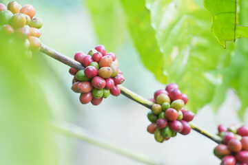Colorful coffee cherries ripen along slender branches amid green leaves, showing natural growth...