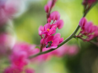 Closeup Honey Bee Collecting Nectar from Pink Flower